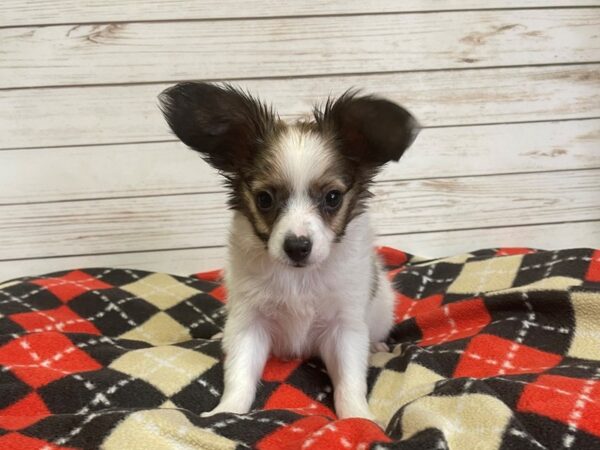 Papillon DOG Male White / Brown 20876 Petland Batavia, Illinois