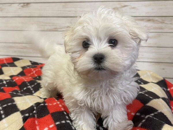 Maltese DOG Male White 20875 Petland Batavia, Illinois