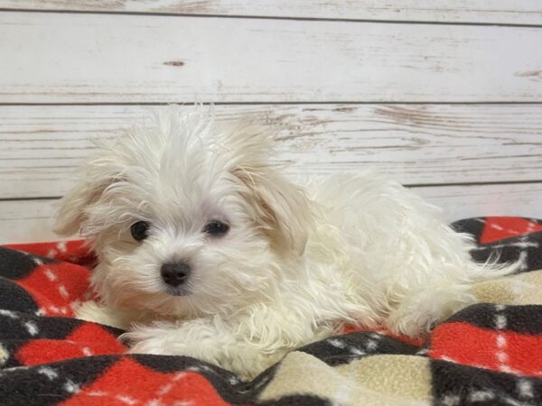 Maltese-DOG-Female-White-20874-Petland Batavia, Illinois