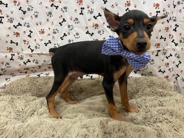 Miniature Pinscher DOG Male Black / Rust 12716 Petland Batavia, Illinois