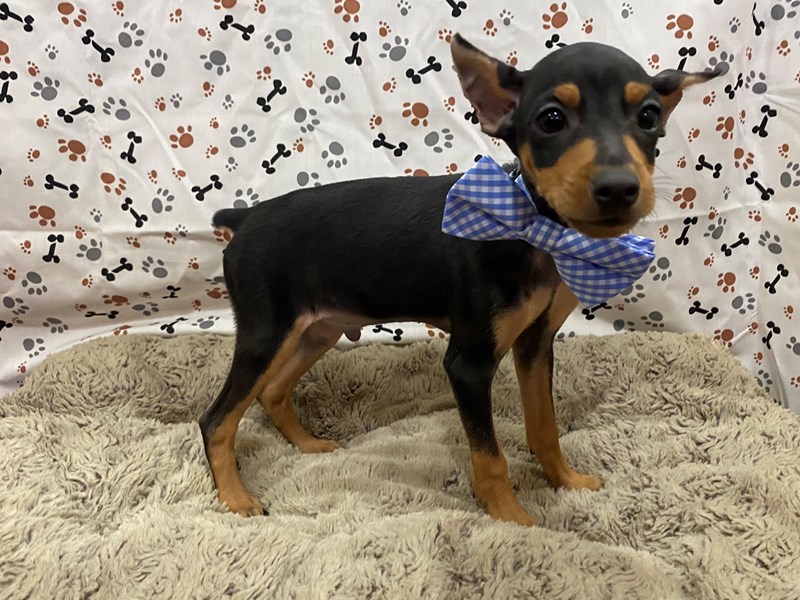 mini pinscher mix puppy