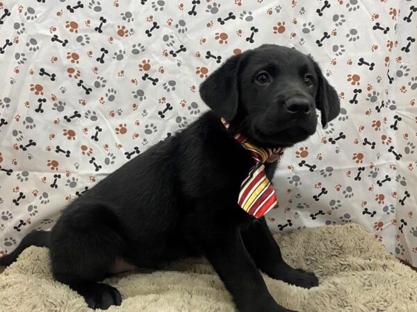 Labrador Retriever DOG Male Black 12703 Petland Batavia, Illinois