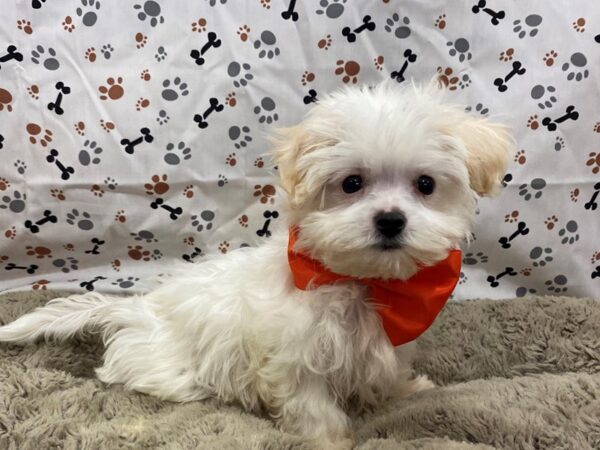 Maltese DOG Male White 12715 Petland Batavia, Illinois