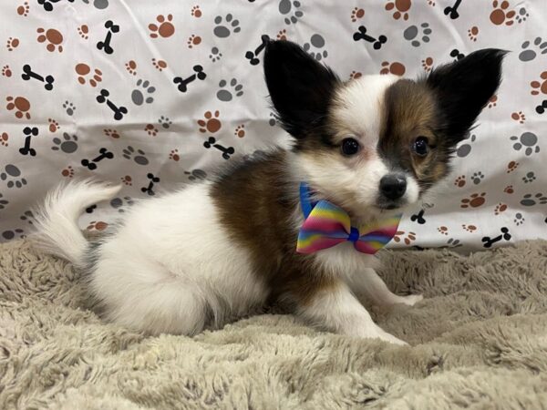 Papillon DOG Female White / Brown 12713 Petland Batavia, Illinois