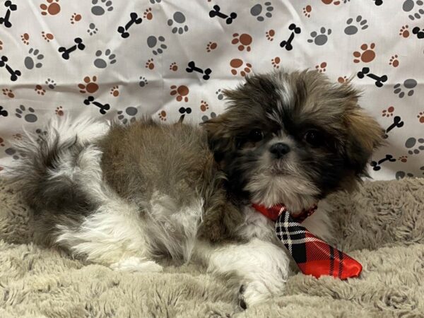 Shih Tzu DOG Male Sable / White 12712 Petland Batavia, Illinois