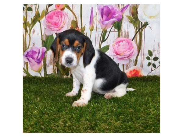Beagle DOG Male Blk Wh 20882 Petland Batavia, Illinois