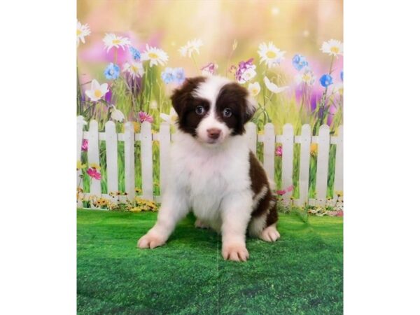 Australian Shepherd-DOG-Female-Red / White-20881-Petland Batavia, Illinois