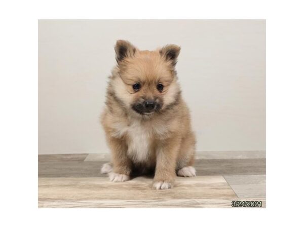 Pomeranian-DOG-Male-Sable-12727-Petland Batavia, Illinois