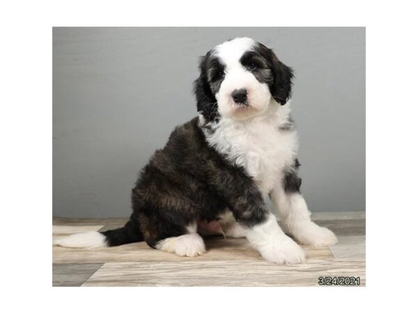 Sheepadoodle-DOG-Male-Brindle / White-20890-Petland Batavia, Illinois