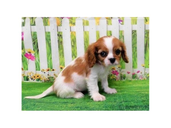 Cavalier King Charles Spaniel DOG Male Blenheim 20620 Petland Batavia, Illinois