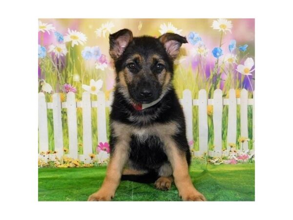 German Shepherd Dog-DOG-Female-Black / Tan-20621-Petland Batavia, Illinois