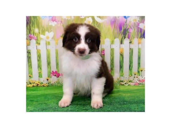 Australian Shepherd DOG Male Red / White 20618 Petland Batavia, Illinois