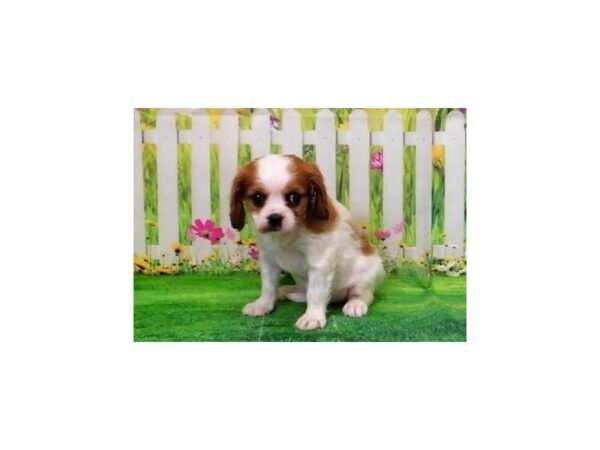 Cavalier King Charles Spaniel DOG Female Blenheim 12721 Petland Batavia, Illinois