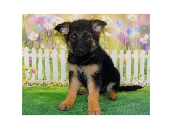 German Shepherd Dog DOG Male Black / Tan 12723 Petland Batavia, Illinois