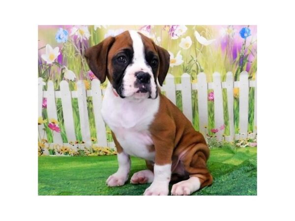 Boxer DOG Male Fawn / White 12720 Petland Batavia, Illinois