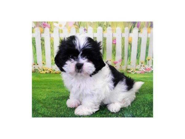 Shih-Peke DOG Female White / Black 12724 Petland Batavia, Illinois