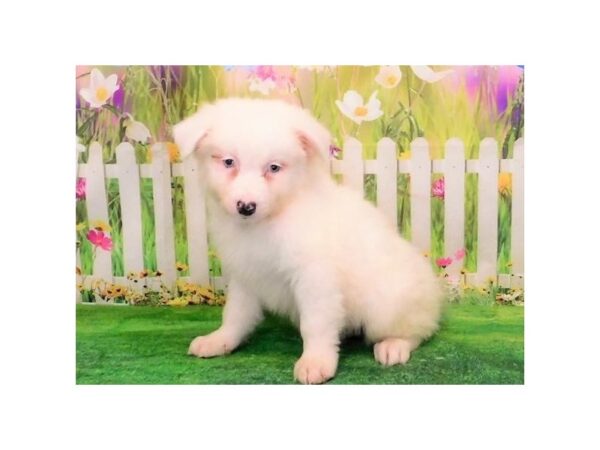 Australian Shepherd-DOG-Male-Blue Merle / White-12718-Petland Batavia, Illinois