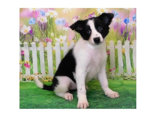 Border Collie DOG Female Black / White 12719 Petland Batavia, Illinois