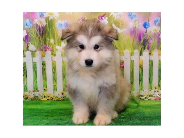 Alaskan Malamute DOG Male Gray / White 12717 Petland Batavia, Illinois