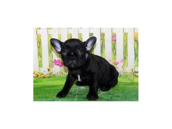 Frenchton DOG Female Black 12722 Petland Batavia, Illinois