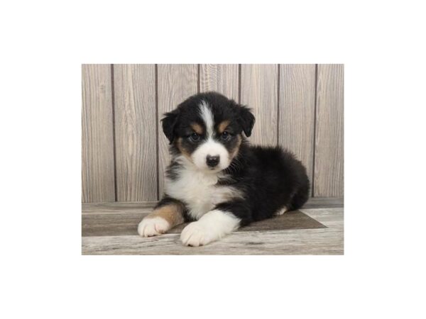 Miniature Australian Shepherd-DOG-Male-Black Tan / White-12728-Petland Batavia, Illinois