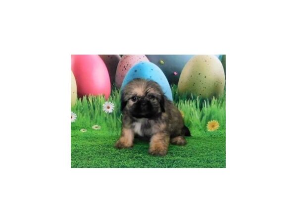 Shih Tzu-DOG-Male-Gold-20885-Petland Batavia, Illinois