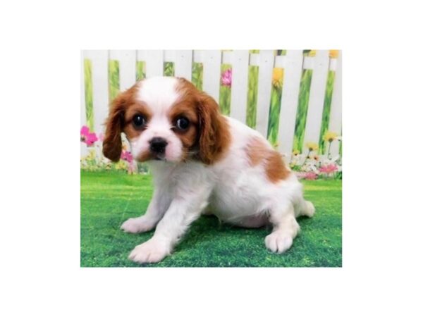 Cavalier King Charles Spaniel DOG Male Blenheim 20883 Petland Batavia, Illinois