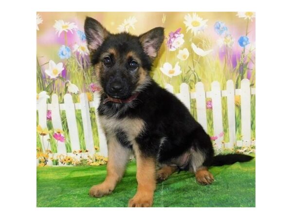 German Shepherd Dog DOG Female Black / Tan 20887 Petland Batavia, Illinois