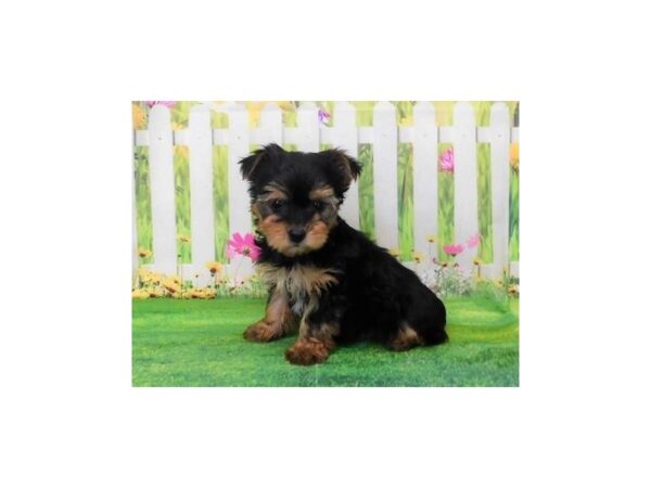 Morkie-DOG-Male-Black / Tan-20889-Petland Batavia, Illinois
