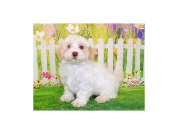 Havapoo-DOG-Male-Cream-20888-Petland Batavia, Illinois