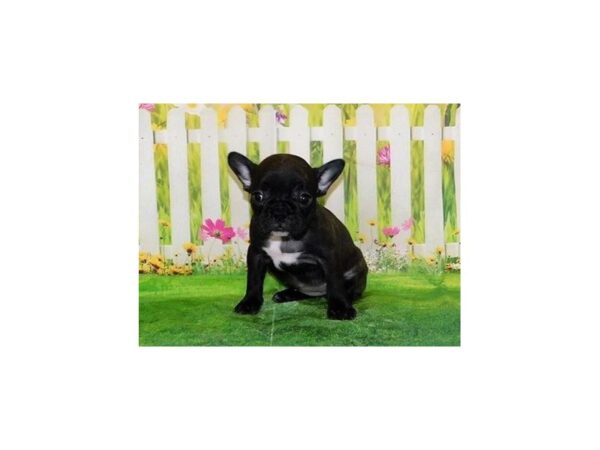 Frenchton DOG Female Black Brindle 20886 Petland Batavia, Illinois