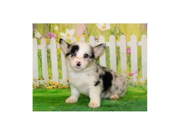 Pembroke Welsh Corgi-DOG-Female-Blue Merle-20884-Petland Batavia, Illinois