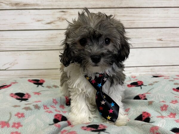 Teddy Bear-DOG-Male-Sable and White-20895-Petland Batavia, Illinois