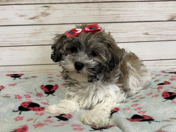 Teddy Bear DOG Female Sable and White 20896 Petland Batavia, Illinois