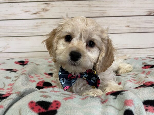 Cocker Chon-DOG-Male-Cream-20898-Petland Batavia, Illinois