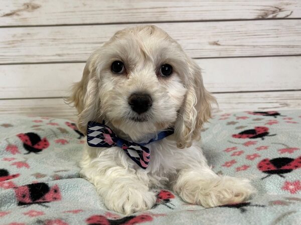 Cocker Chon-DOG-Female-Cream-20899-Petland Batavia, Illinois