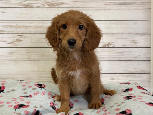 Goldendoodle Mini 2nd Gen DOG Female Red 20897 Petland Batavia, Illinois