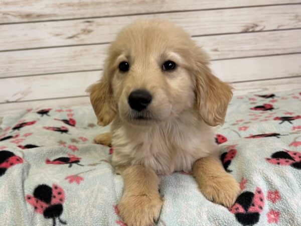 Golden Retriever DOG Male Light Golden 20901 Petland Batavia, Illinois