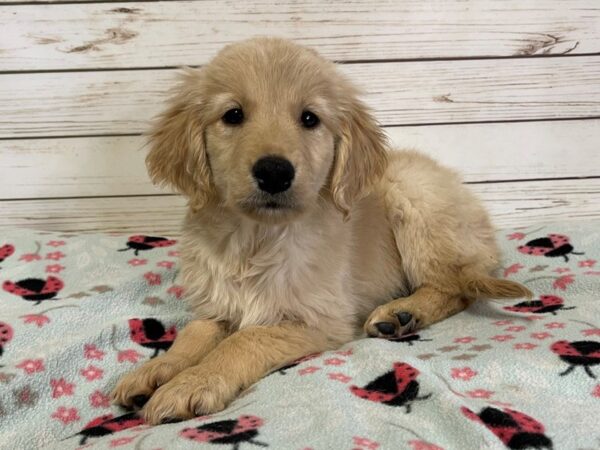 Golden Retriever-DOG-Male-Light Golden-20900-Petland Batavia, Illinois