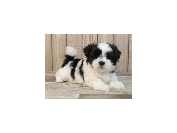 Shih Tzu DOG Male Black / White 20893 Petland Batavia, Illinois
