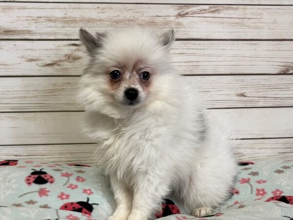 Pomeranian-DOG-Female-White-20891-Petland Batavia, Illinois