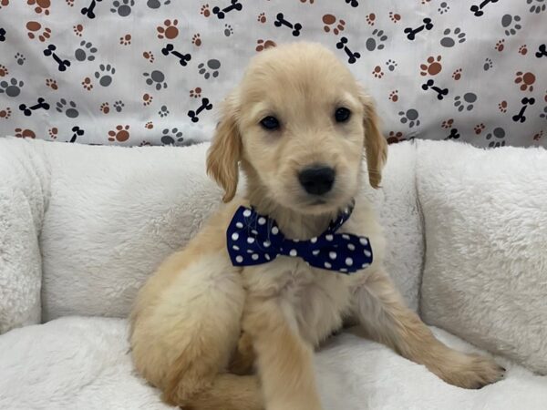 Golden Retriever DOG Female Light Golden 12729 Petland Batavia, Illinois