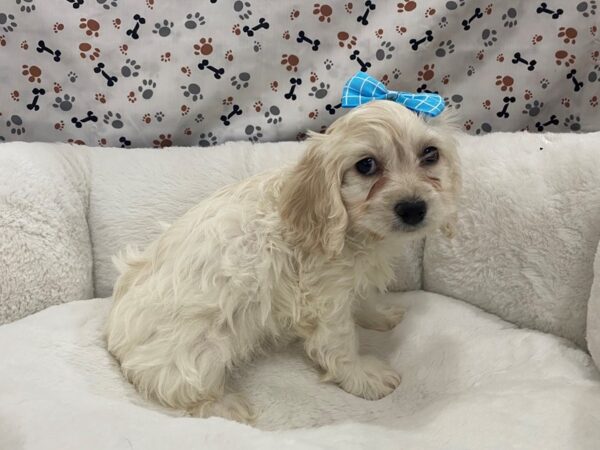 Cocker Chon DOG Female Cream 12733 Petland Batavia, Illinois