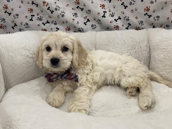 Cocker Chon DOG Male Cream 12735 Petland Batavia, Illinois