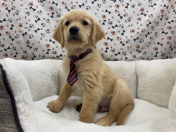 Golden Retriever DOG Male Light Golden 12732 Petland Batavia, Illinois