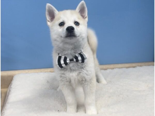 F1B Pomsky-DOG-Male-Cream/White-20631-Petland Batavia, Illinois