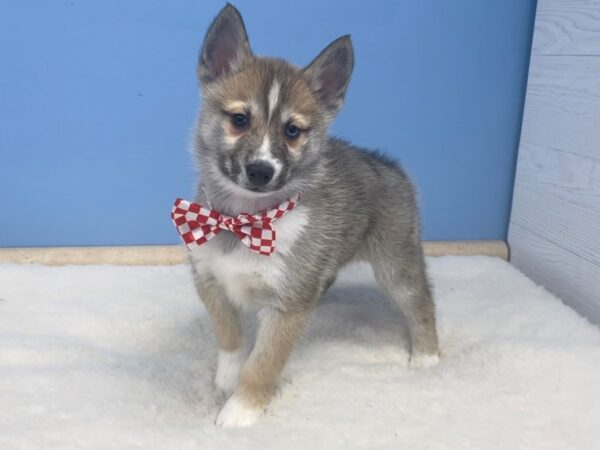 F1B Pomsky-DOG-Male-Sable/Cream-20630-Petland Batavia, Illinois