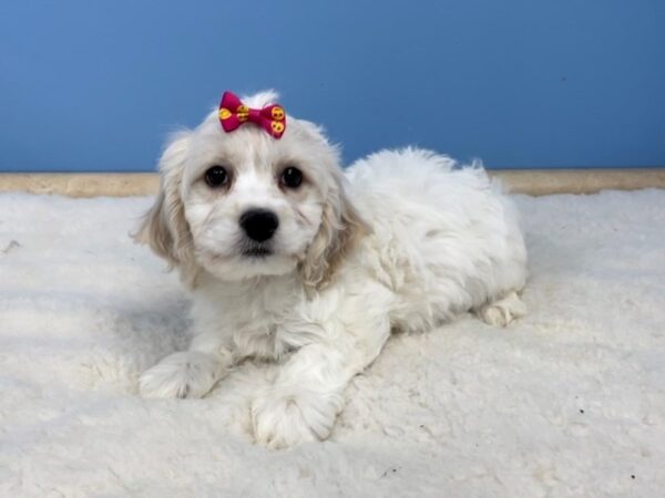 Cocker Chon DOG Female Cream 20629 Petland Batavia, Illinois