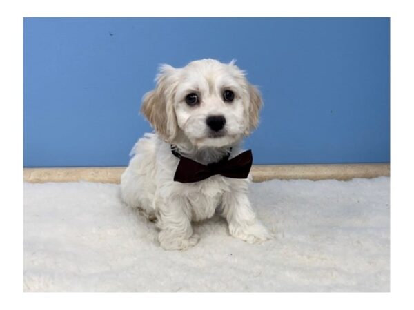 Cocker Chon-DOG-Male-Cream-20628-Petland Batavia, Illinois