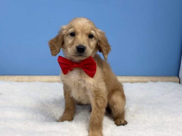 Golden Retriever-DOG-Male-Golden-20627-Petland Batavia, Illinois